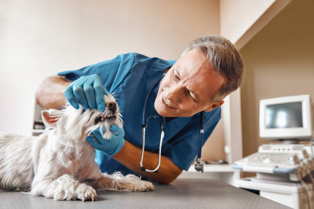 Best Weekend Emergency Dentist in White Castle, LA